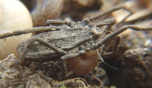 Opiliones da Europa centrale